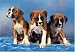   - 300 Piece Boxer Puppies Jigsaw Puzzle