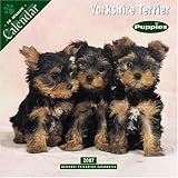 Yorkshire Terrier Puppies 2007 Wall Calendar