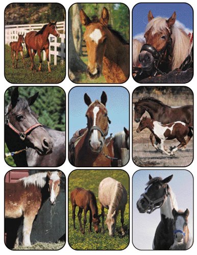 Eureka Horses Real Photos Stickers