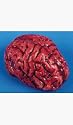 Bloody Brain Hollow Rubber Halloween Prop (B376)