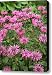 Bee Balm Beauties Canvas Print / Canvas Art - Artist Carol Groenen