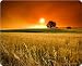 Landschaft FelderMousepadGr��e (cm), ca. 24x19,5Mousepad, NEU