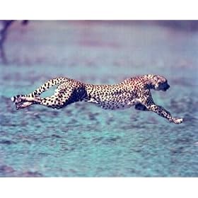 Sprinting Cheetah 16 x 20 Art Print Posters