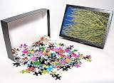 Photo Jigsaw Puzzle of JLM-5920 Mormon Tea - is a medicinal / herbal confier plant, found in deserts from Ardea Wildlife Pets