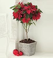 Standard Poinsettia Standard Poinsettia