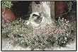 Sweet Alyssum Cat Doormat Sueellen Ross Fiddler's Elbow