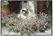 Sweet Alyssum Cat Doormat Sueellen Ross Fiddler's Elbow