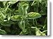 Close View Of Sweet Basil Plants Canvas Print / Canvas Art - Artist Sam Abell