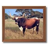 Texas Longhorn Steer Cattle Home Decor Wall Picture Oak Framed Art Print