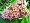 Bicolor Butterfly Bush
