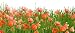 Poppy Flowers and Green Grass as a Background - 18