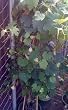 Concord Grape Vine Five Gallon Plant by Monrovia Growers