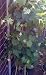Concord Grape Vine Five Gallon Plant by Monrovia Growers