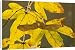 Canvas Prints of Winged fruit, keys, and colourful autumn leaves of Field Maple from Ardea Wildlife Pets