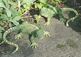Eigenschaften LUBERONA HOME & GARDEN  / Eidechse 2f.sort.L16cm