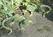 2ER SET GEKKO SALAMANDER EIDECHSE 16 CM GARTENDEKO GECKO