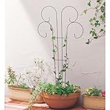 �t�@���V�[�g�s�A���[�X�v�����O�i���j