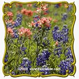 1 Oz Texas Bluebonnet (Lupinus texensis) Bulk Wildflower Seeds