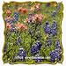 1 Oz Texas Bluebonnet (Lupinus texensis) Bulk Wildflower Seeds