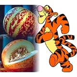 RareTiggerMelon10Seeds-Heirloom-Delicious-Easy