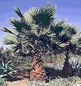Washington Palm 10 Seeds - Washingtonia