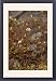 Framed Prints of Teesdale sandwort from Ardea Wildlife Pets