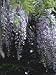 Wisteria Floribunda Kuchi-Beni (Syn. Lipstick) Lilac Flower Stretched Canvas Poster Print by David Askham, 18x24