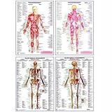 New Chartex Health & Fitness Muscle Encapsulated A1 Chart/poster Set Of 4