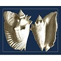 Conch Shells on Navy I - 16 X 20"