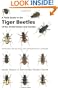 A Field Guide to the Tiger Beetles of the United States and Canada: Identification, Natural History, and Distribution of the Cicindelidae