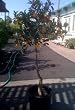 Meiwa Kumquat Tree, Semi Dwarf Five Gallon