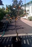Meiwa Kumquat Tree, Semi Dwarf Five Gallon