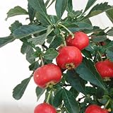 [実付き]サンザシ（山査子）：ジャンボサンザシ[ビックリサンザシ]5号鉢植え