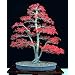 Bamboo-Leaf Japanese Maple 5 Seeds - RARE