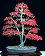 Bamboo-Leaf Japanese Maple 5 Seeds - RARE