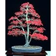 Bamboo-Leaf Japanese Maple 5 Seeds - RARE