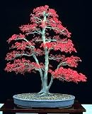 Japanese Red Maple 'Bamboo Leaf' -  5 Seeds by Seeds and Things Discounts