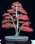 Bamboo-Leaf Japanese Maple 5 Seeds - RARE