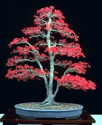 Bamboo-Leaf Japanese Maple 5 Seeds - RARE