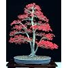 Bamboo-Leaf Japanese Maple 5 Seeds - RARE