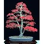 Bamboo-Leaf Japanese Maple 5 Seeds - RARE