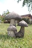 Eigenschaften Wilai  / Asiatischer Steinpilz