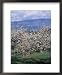 Fruit Trees in Bloom, Kelowna, BC, Canada Framed Art Poster Print by Troy & Mary Parlee, 18x22