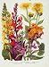 Ligularia Lobelia Flowers Plants Color Old Print C1964