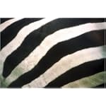 Close-up of zebra stripes art print 30x44.8cm by Rosseforp