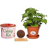 Priscilla's Grow Your Own Catnip Kit for your Pet Kitty Cat
