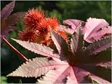 Eigenschaften Seedeo  / Ricinus (Ricinus communis) 15 Korn