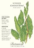 Common Sorrel Rumex Acetosa Seeds 450 Seeds