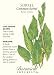 Common Sorrel Rumex Acetosa Seeds 450 Seeds