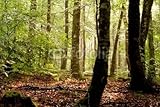 IMAGE OF Wallmonkeys Peel and Stick Wall Decals - Sous-bois - 48